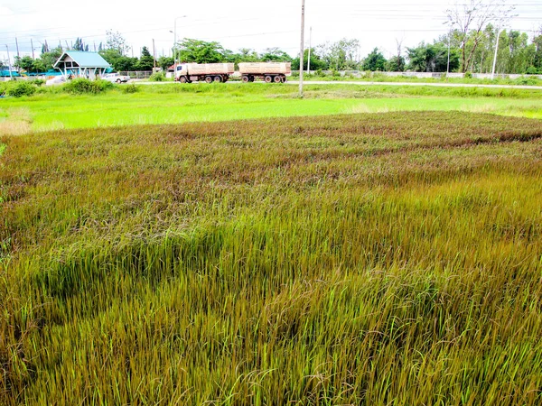 グリーン フィールド、黒い米背景 — ストック写真