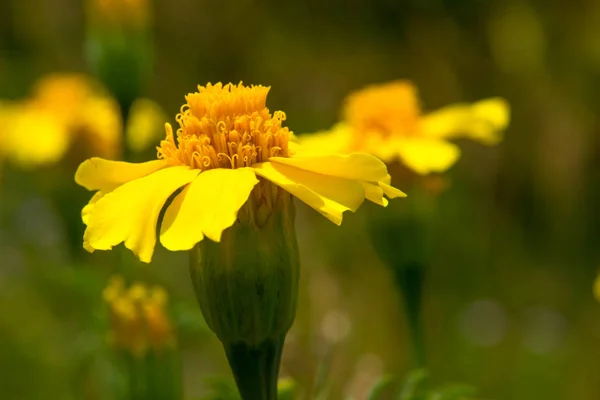 Calendula in giardino — Foto Stock