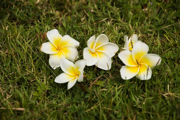 Champa bloemen op gras — Stockfoto