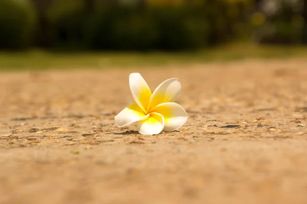 Champa fleurs sur herbe — Photo