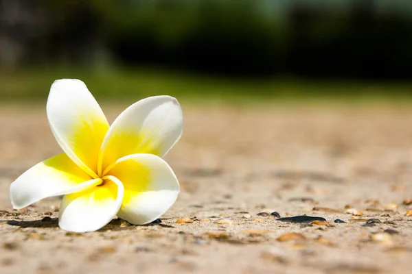 Champa bloemen op gras — Stockfoto