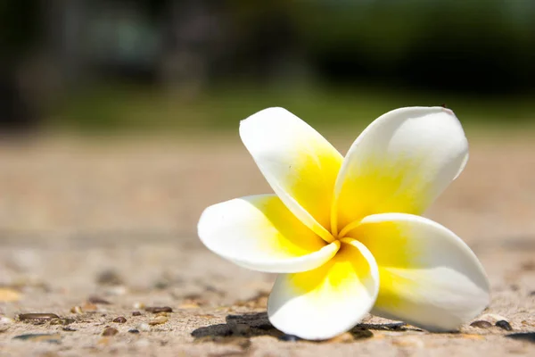 Champa bloemen op gras — Stockfoto