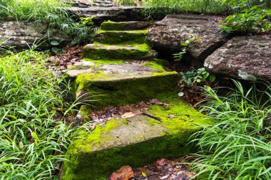 Eski antik taş merdivenle moss ile.