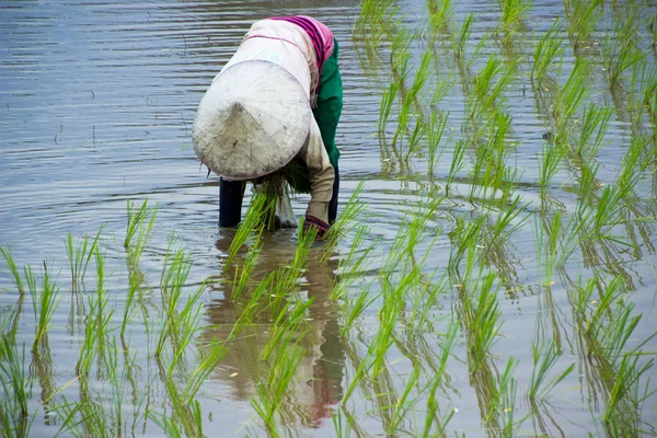 Agricultores asiáticos cultivan arroz en Tailandia —  Fotos de Stock