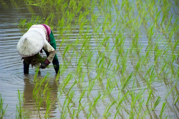 Azjatycka rolników gospodarstwa ryżu w Tajlandii — Zdjęcie stockowe
