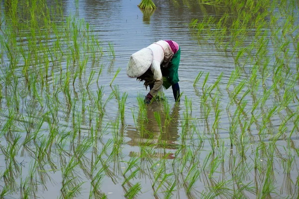 Asya çiftçiler çiftlik pirinç Tayland
