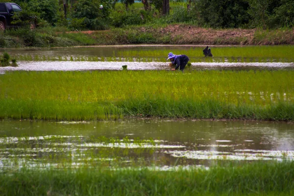 Agricultores asiáticos cultivam arroz na Tailândia — Fotografia de Stock