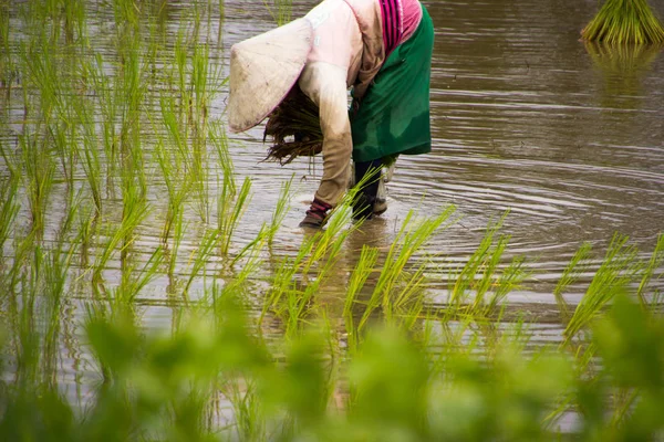 Agricultores asiáticos cultivan arroz en Tailandia — Foto de Stock