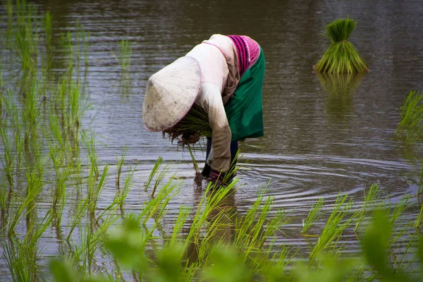 Asya çiftçiler çiftlik pirinç Tayland