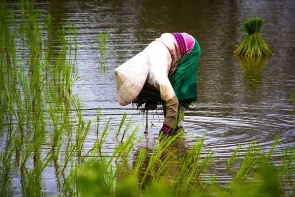 Азіатський фермерів ферми рису в Таїланді — стокове фото