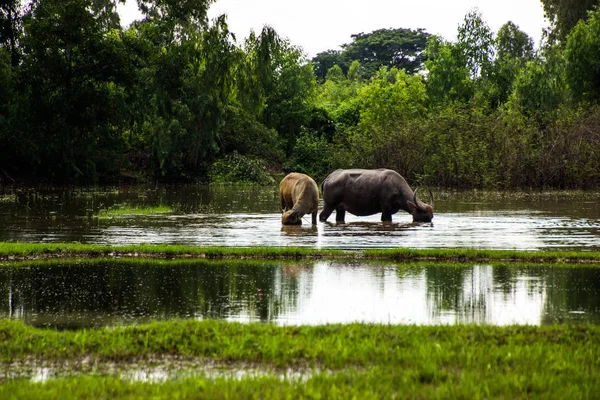 El búfalo está comiendo pasto en campos inundados, regando salsas —  Fotos de Stock