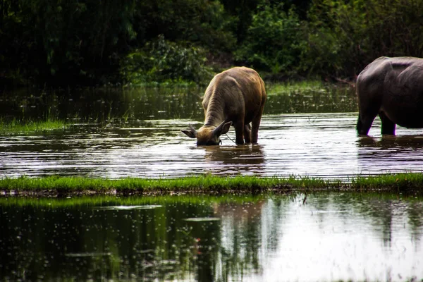 O búfalo está comendo grama em campos inundados, regando gafanhoto — Fotografia de Stock