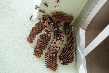 Köşedeki altıgen dekoratif tasarım