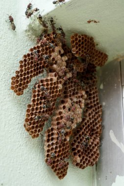 Köşedeki altıgen dekoratif tasarım