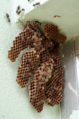 Köşedeki altıgen dekoratif tasarım