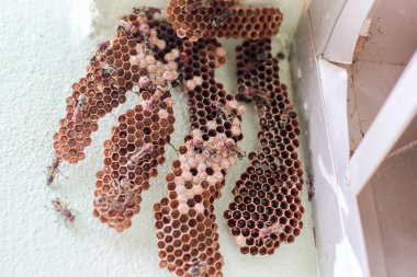 Köşedeki altıgen dekoratif tasarım