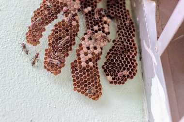 Köşedeki altıgen dekoratif tasarım