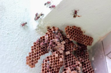 Köşedeki altıgen dekoratif tasarım