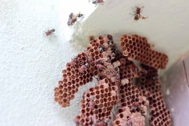 Köşedeki altıgen dekoratif tasarım