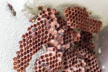 Köşedeki altıgen dekoratif tasarım