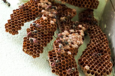 Köşedeki altıgen dekoratif tasarım