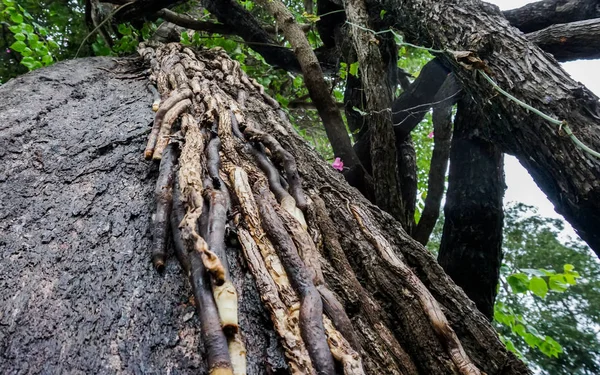 Parasítico en el árbol — Foto de Stock