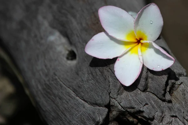 Bloemen op de achtergrond, de Champa bloem — Stockfoto