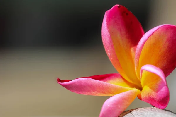 Bloemen op de achtergrond, de Champa bloem. — Stockfoto