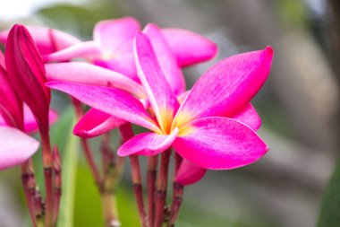 Arka plan doku veya duvar kağıdı için marigolds çiçekler