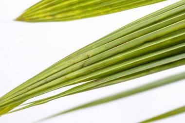 Beyaz arka plan üzerinde Hindistan cevizi yaprakları 