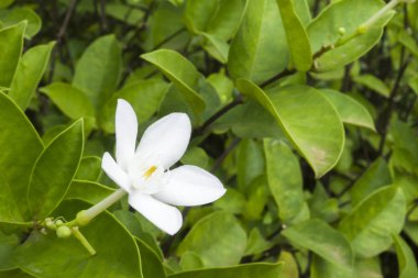 Arka zemin için bahçede beyaz çiçek.