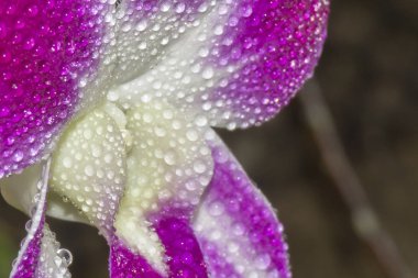 Orkide arka plan doku