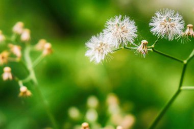Çim arka plan üflenir.