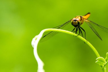 Yusufçuk ağacın tepesinde arka plan veya wallp yapılabilir
