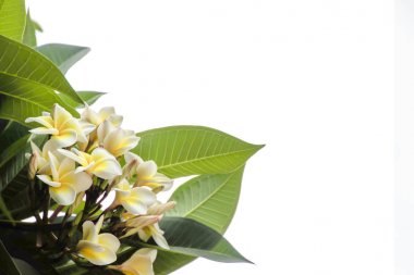 Frangipani Plumeria Champa çiçek beyaz arka plan üzerinde
