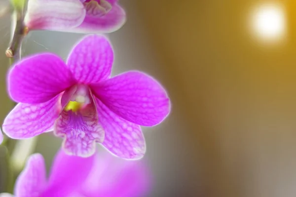 Orquídeas utilizadas para hacer el fondo . — Foto de Stock