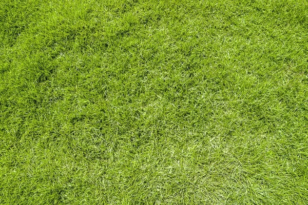 yeşil çimen arkaplan dokusu