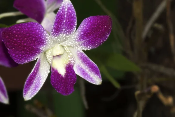 Orkidé tillbaka marken textur — Stockfoto