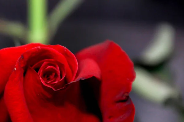 黒の背景に孤独な赤いバラ. — ストック写真