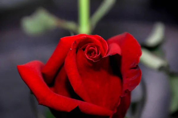 黒の背景に孤独な赤いバラ. — ストック写真