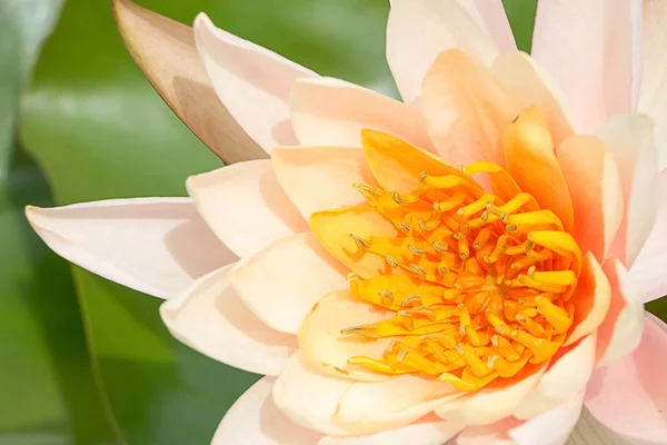 Lotus primo piano sfondo texture — Foto Stock