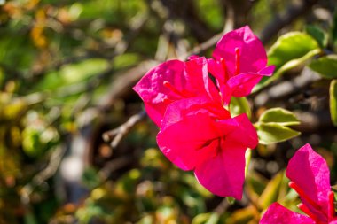 Begonvil Begonvil desen arka plan veya duvar kağıdı için