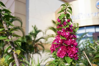 Begonvil Begonvil desen arka plan veya duvar kağıdı için