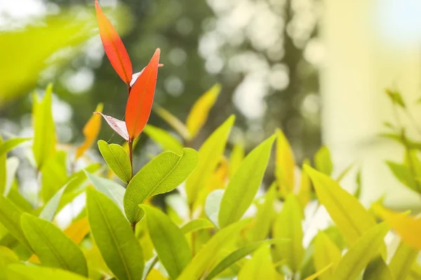 Red leaves in the middle of green leaves for background ro wallp