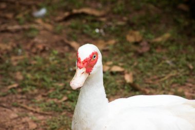 Ördekler yürüyüş ve yüzme grupta.