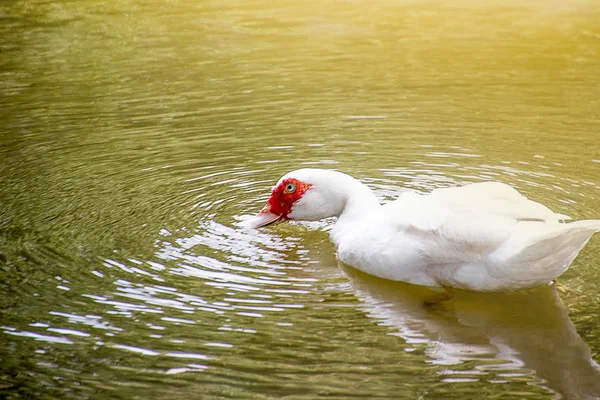 Los patos están caminando y nadando en la granja . — Foto de Stock