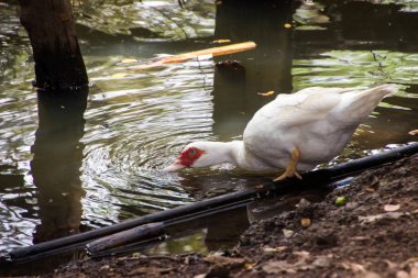 Ördekler yürüyüş ve yüzme grupta.