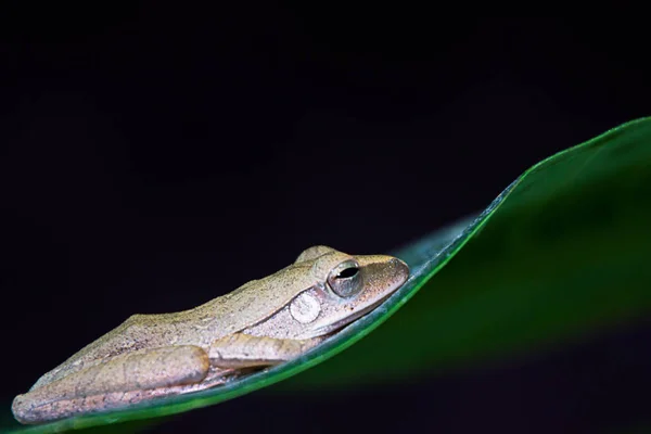 Rana en la hoja — Foto de Stock