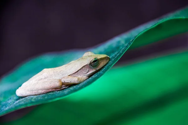 Rana en la hoja — Foto de Stock