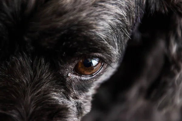 Κανίς μαύρο σκυλί κάνει πρόσωπο σκεπτικισμό. — Φωτογραφία Αρχείου